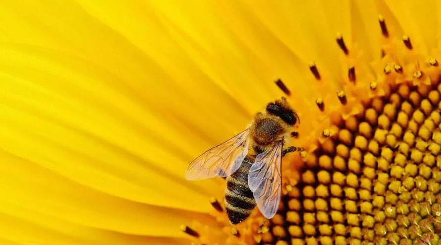 Le api stanno morendo, una tragedia per l’umanità - da la stampa del 03-09-2019